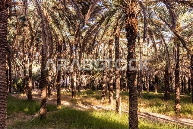 بستان نخيل بالقرب من العلا، المملكة العربية السعودية