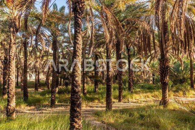 بستان نخيل بالقرب من العلا، المملكة العربية السعودية بستان نخيل بالقرب من العلا، المملكة العربية السعودية