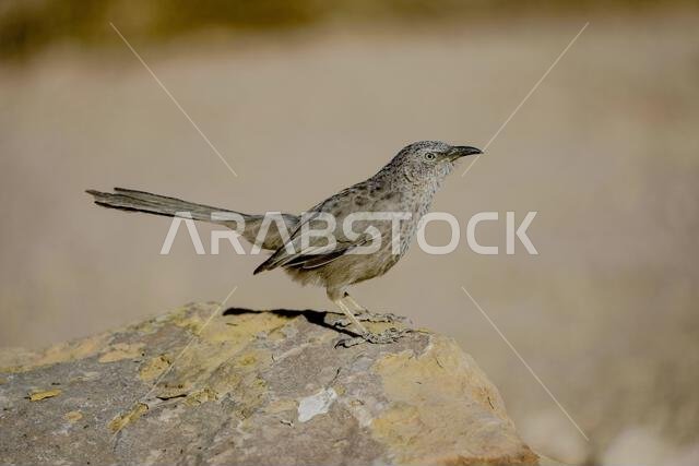 ثرثار عربي (Turdoides squamiceps)