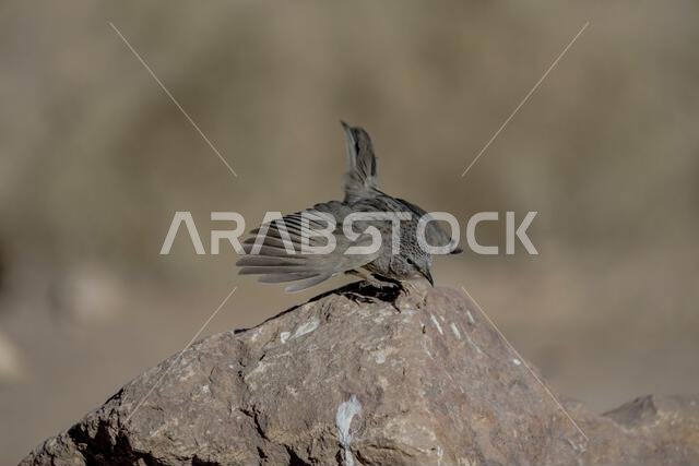 Arabian babbler ( Turdoides squamiceps)