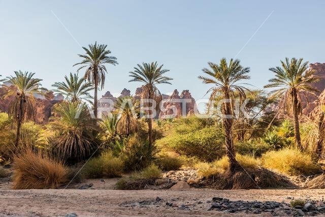 Palms in  Wadi Disah canyon, Saudi Arabia