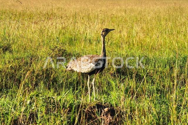 Adult female Macqueen's Bustard (Clamydotis macquenii), also known as Asian Houbara Bustard. Side view of a ringed bird standing in the tall dry grass