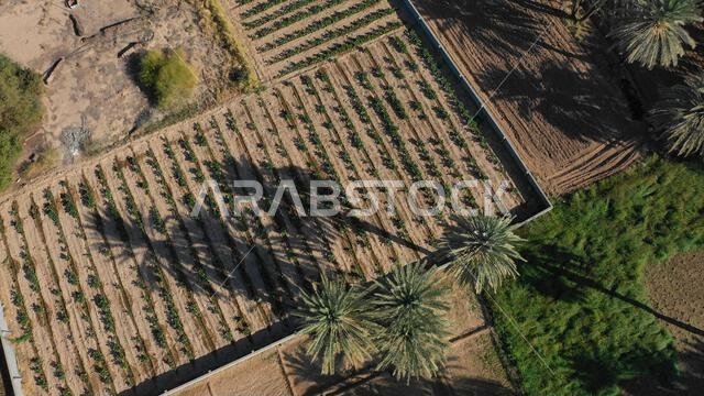 Aerial view of an old village with traditional mud houses, Najran Province, Najran, Saudi Arabia