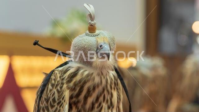 Doha, Qatar, September 27, 2024: A detailed close-up of a falcon wearing a traditional hood, highlighting the intricate craftsmanship of the hood and Doha, Qatar, September 27, 2024: A detailed close-up of a falcon wearing a traditional hood, highlighting the intricate craftsmanship of the hood and