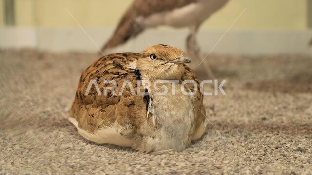 Doha, Qatar, September 27, 2024: The houbara bustard (Chlamydotis undulata), also known as African houbara (houbara