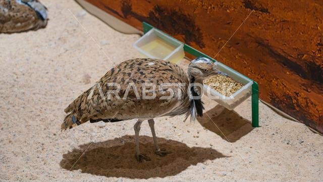 Doha, Qatar, September 27, 2024: The houbara bustard (Chlamydotis undulata), also known as African houbara (houbara