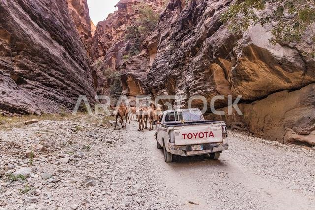WADI LAJAB, SAUDI ARABIA - NOVEMBER 25, 2021: Pick up truck and camels in Wadi Lajab canyon, Saudi Arabia