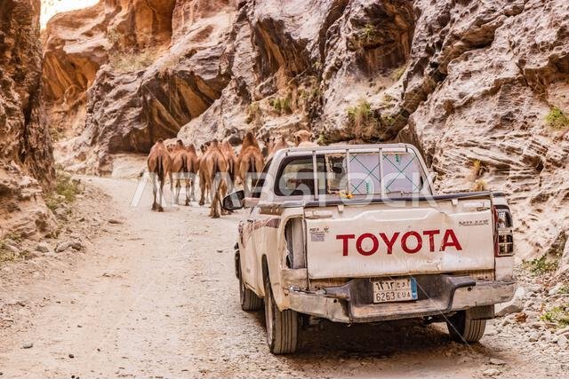 WADI LAJAB, SAUDI ARABIA - NOVEMBER 25, 2021: Pick up truck and camels in Wadi Lajab canyon, Saudi Arabia