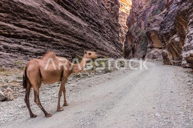Camel in Wadi Lajab canyon, Saudi Arabia Camel in Wadi Lajab canyon, Saudi Arabia
