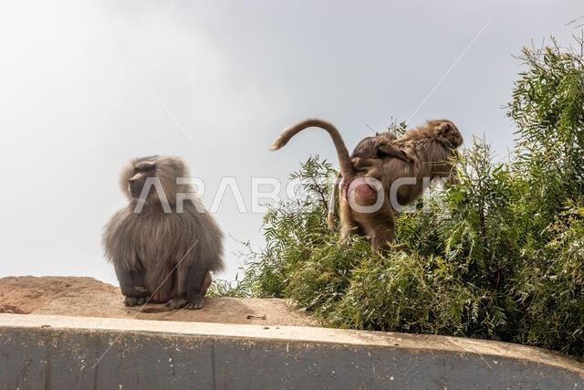 Troop of Hamadryas Baboons (Papio hamadryas) at Al Souda viewpoint, Saudi Arabia