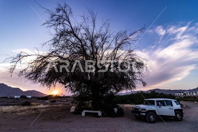 صورة ظلية لشجرة في صحراء بالقرب من نجران، المملكة العربية السعودية صورة ظلية لشجرة في صحراء بالقرب من نجران، المملكة العربية السعودية
