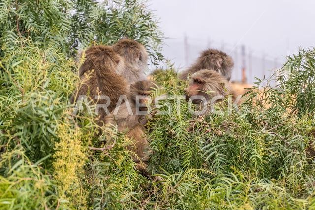 Hamadryas Baboons (Papio hamadryas) near Jabal Sawda mountain, Saudi Arabia