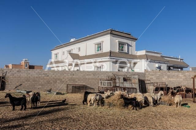 حظيرة أغنام وماعز في نجران، المملكة العربية السعودية حظيرة أغنام وماعز في نجران، المملكة العربية السعودية