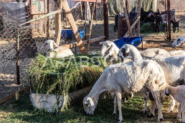Sheep and goat pen in Najran, Saudi Arabia