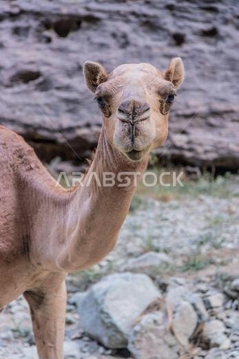 Camel in Wadi Lajab canyon, Saudi Arabia