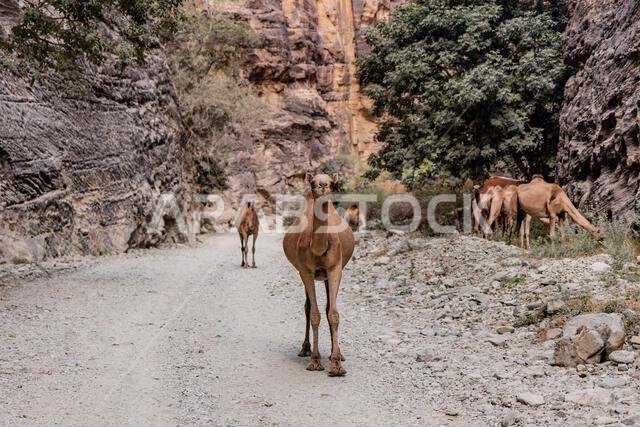 Camels in Wadi Lajab canyon, Saudi Arabia