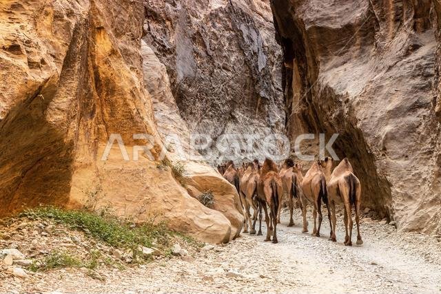 جمال في وادي لجاب، المملكة العربية السعودية جمال في وادي لجاب، المملكة العربية السعودية