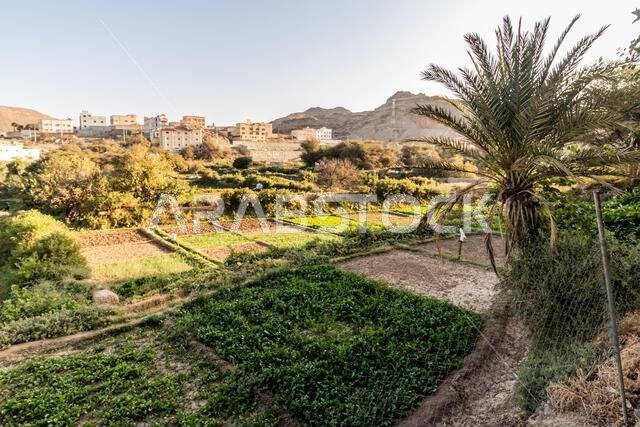 حقول بالقرب من الظهران الجنوب، المملكة العربية السعودية