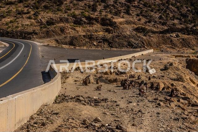 Troop of Hamadryas Baboons (Papio hamadryas) at Al Souda viewpoint, Saudi Arabia