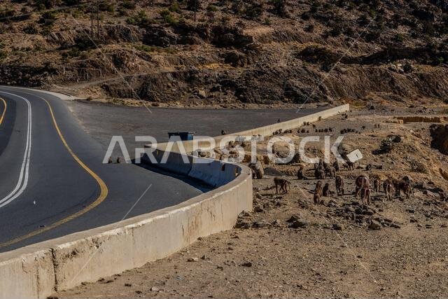 Troop of Hamadryas Baboons (Papio hamadryas) at Al Souda viewpoint, Saudi Arabia