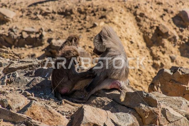 Hamadryas Baboons (Papio hamadryas) at Al Souda viewpoint, Saudi Arabia
