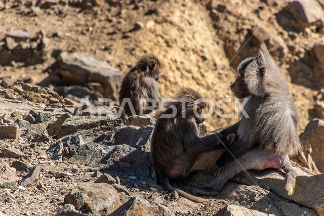 Hamadryas Baboons (Papio hamadryas) at Al Souda viewpoint, Saudi Arabia