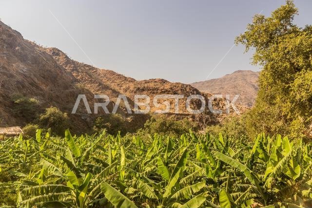 Banana plantation in Thee Ain ( Dhi Ayn) village, Saudi Arabia