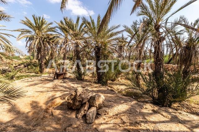 Palms in Al Qassar heritage village on Farasan island, Saudi Arabia