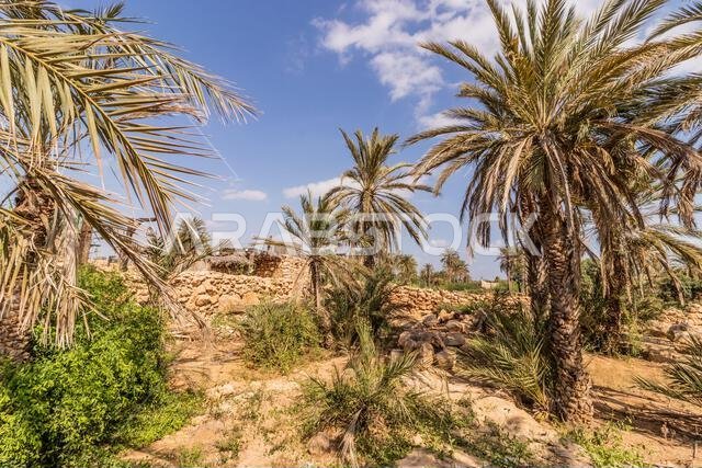 Palms in Al Qassar heritage village on Farasan island, Saudi Arabia