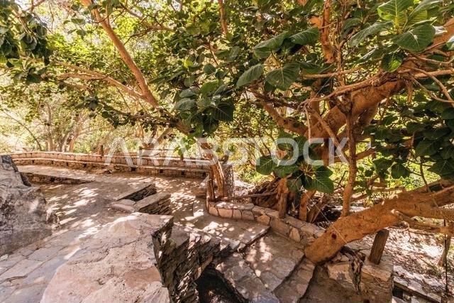 Trees inThee Ain ( Dhi Ayn) village, Saudi Arabia