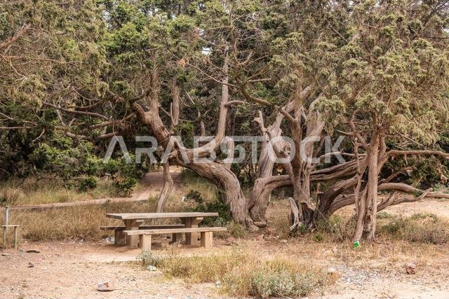 Rest area near Jabal Sawda mountain, Saudi Arabia