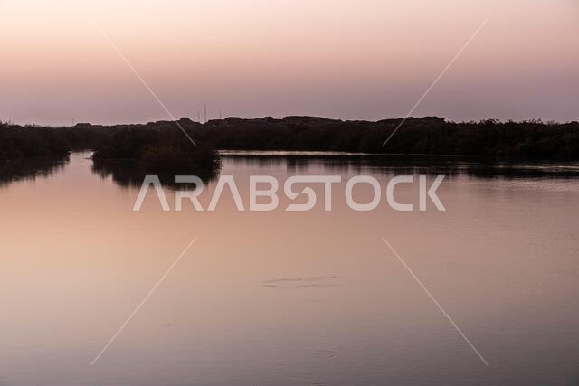Mangroves on Farasan island, Saudi Arabia Mangroves on Farasan island, Saudi Arabia