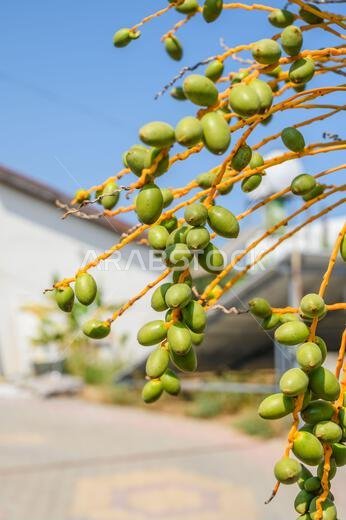 Orange fruits of the Phoenix Canariensis palm tree