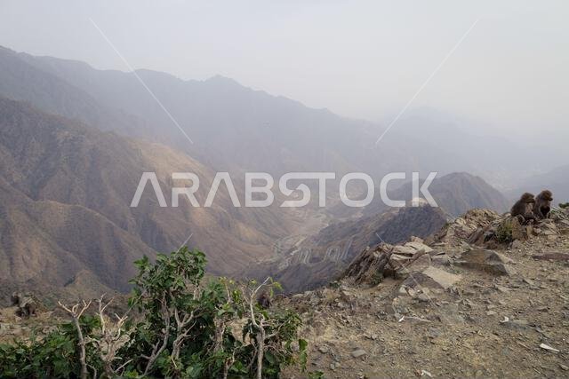 Abha , Saudi Arabia Jul 6 2022: Beautiful tourist places in Abha city - Hamadryas baboon monkeys