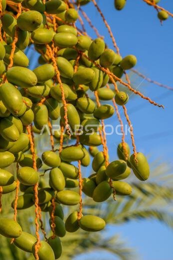 تمر أخضر على شجرة نخيل، Phoenix dactylifera تمر أخضر على شجرة نخيل، Phoenix dactylifera