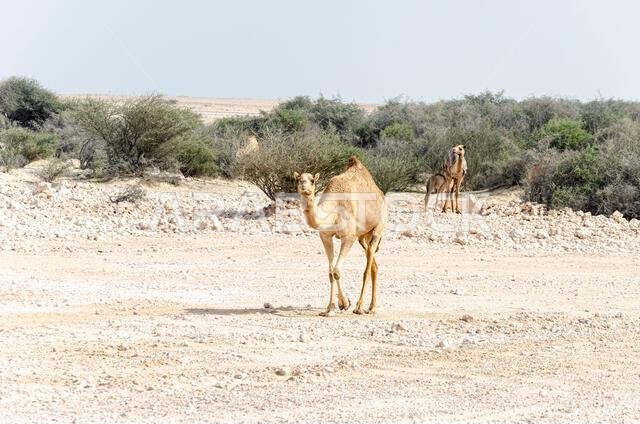 Camels grazing in the desert in Qatar