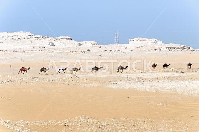 Camels in a desert village in Qatar