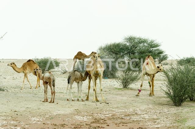 Camels grazing in the desert in Qatar
