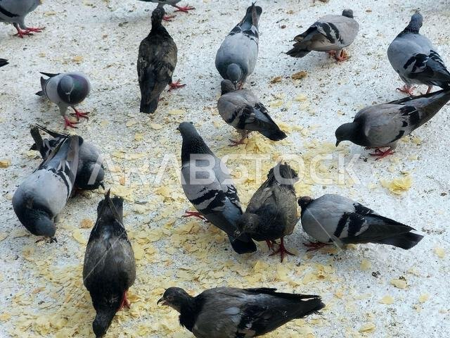 Makkah Pigeons, distinguished by the beauty of its shape, colors, long neck and the distinctive colors that surround its neck, and the eyes drawn, sel