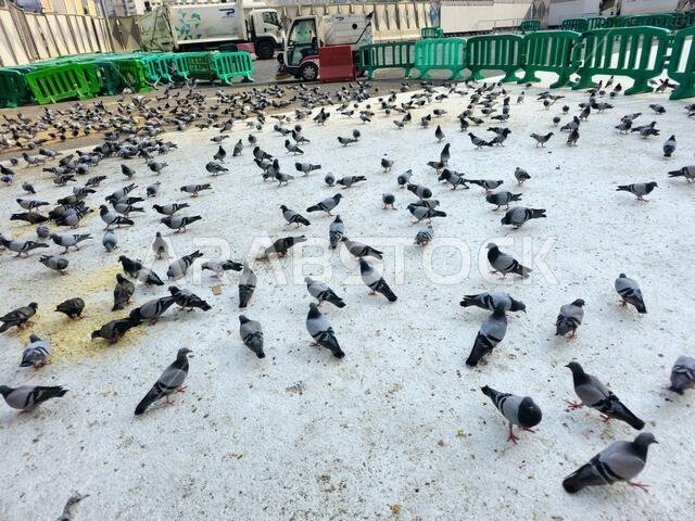 Mecca, Saudi Arabia, June 8 2024: Makkah Pigeons, distinguished by the beauty of its shape, colors, long neck and the distinctive colors that surround