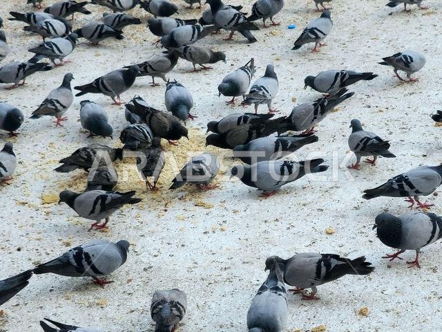 Makkah Pigeons, distinguished by the beauty of its shape, colors, long neck and the distinctive colors that surround its neck, and the eyes drawn, sel
