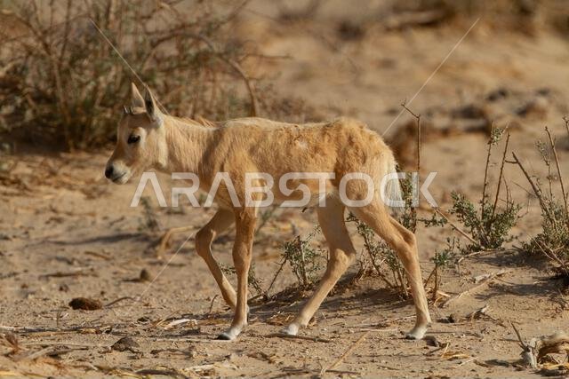 المها العربي حديث الولادة أو المها الأبيض (Oryx leucoryx)