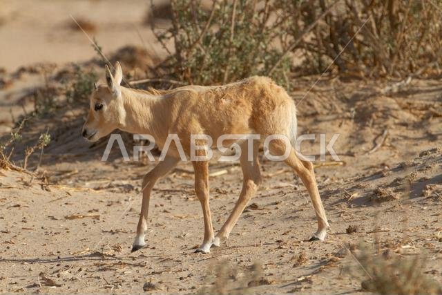 المها العربي حديث الولادة أو المها الأبيض (Oryx leucoryx)