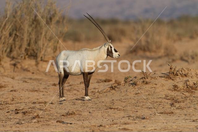 Arabian oryx or white oryx (Oryx leucoryx)