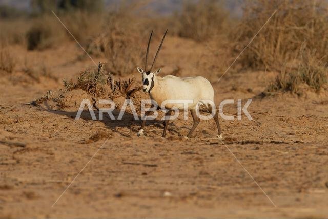 المها العربي أو المها الأبيض (Oryx leucoryx) المها العربي أو المها الأبيض (Oryx leucoryx)