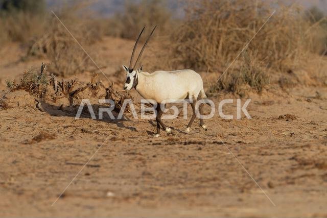 المها العربي أو المها الأبيض (Oryx leucoryx)