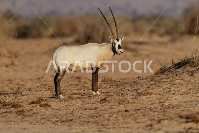 المها العربي أو المها الأبيض (Oryx leucoryx)