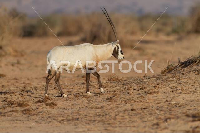 Arabian oryx or white oryx (Oryx leucoryx) Arabian oryx or white oryx (Oryx leucoryx)