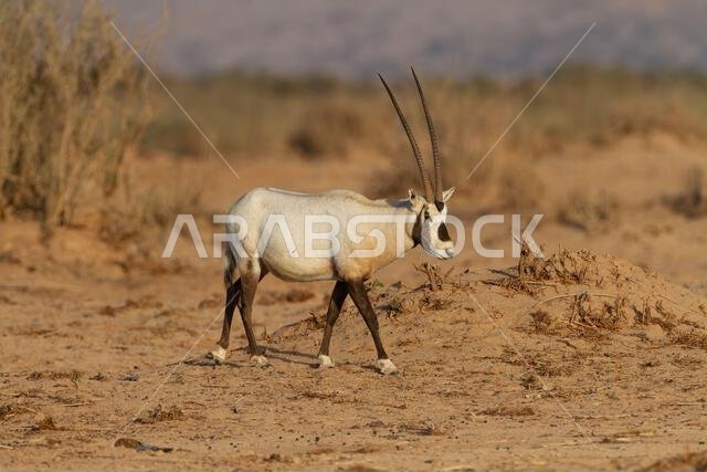 Arabian oryx or white oryx (Oryx leucoryx)