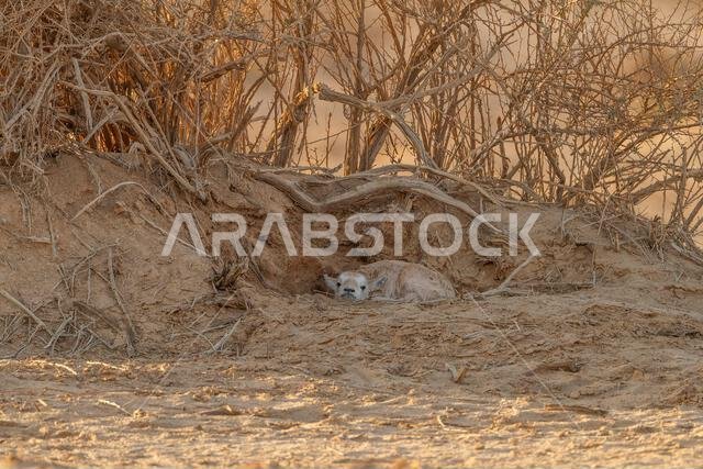 المها العربي حديث الولادة أو المها الأبيض (Oryx leucoryx)